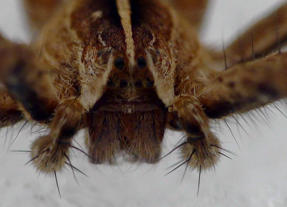 Arachnophobs Look Away - Extreme Spider Close-up