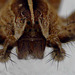 Arachnophobs Look Away - Extreme Spider Close-up