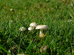 Tiny Fungi Family