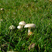 Tiny Fungi Family