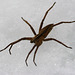 Nursery Web Spider on Ice 3