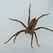 Nursery Web Spider on Ice 1