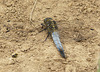 Black Tailed Skimmer -Male Top