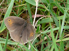 Meadow Brown -Female