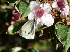Large White -Male