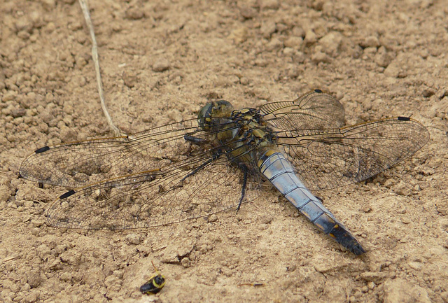 Black Tailed Skimmer -Male Side-Top