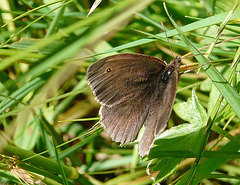 Meadow Brown -Male