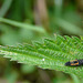 Ladybird Beetle Larvae