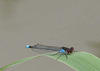 Large Red-Eyed Damselfly -Male