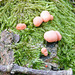 Lycogala Terrestre Fungies