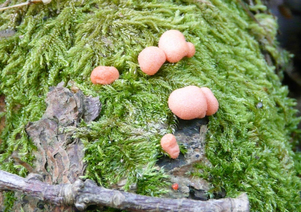 Lycogala Terrestre Fungies