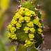 Euphorbia pseudocactus (EUPHORBIACEAE)
