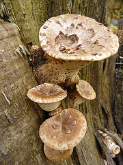 Spring Fungi