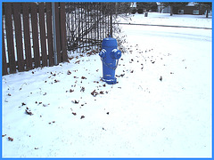 Borne à incendie dans le blanc / Blue hydrant in a white world -   Dans ma ville- Hometown- 9 décembre 2008.