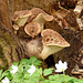 Fungi & Anemones