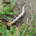 Magpie Moth Caterpillar -Top