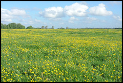 How many buttercups does it take to fill the Port Meadow?