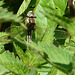 Hairy Dragonfly - Female