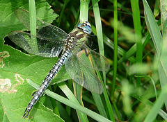 Hairy Dragonfly - Male