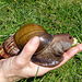 Giant African Land Snail 1
