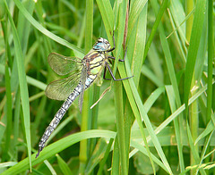 Hairy Dragonfly - Male side