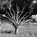 Dead Tree b&w 011514-1