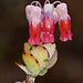 Bryophyllum fedtschenkoi