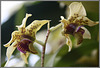 Dendrobium  atroviovielaceum