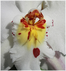 Makro: Orchidee