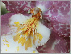 Makro: Orchidee