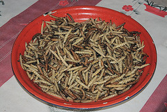 Silkworms prepared for a healthy dish