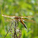 Four Spotted Chaser Likely Female