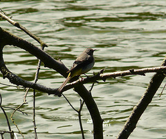 Grey Wagtail Male