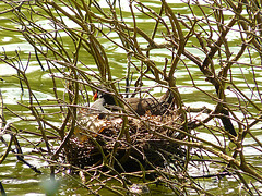 Moorehen on the Nest
