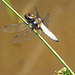 Broad-Bodied Chaser -Male Top