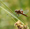 Broad-Bodied Chaser -Male Side