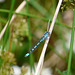 Common Blue Damselfly -Male