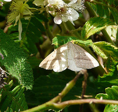 Brown Silver-line Moth