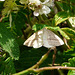 Brown Silver-line Moth