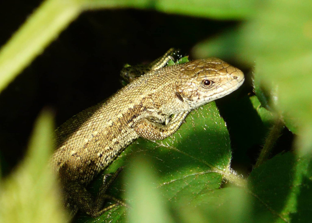 Common Lizard Young 3