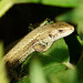 Common Lizard Young 3