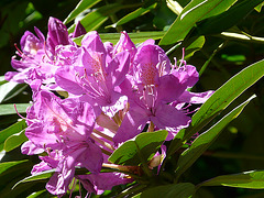 Lavendar Rhododendron