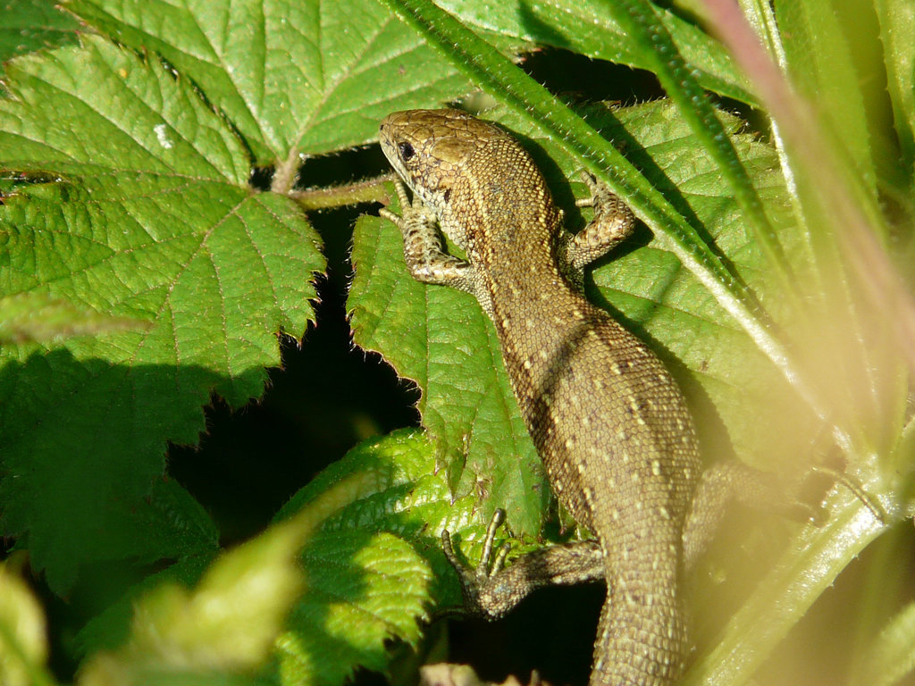 Common Lizard Young 4