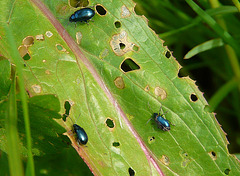 Mint Leaf Beetles