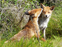 Red Foxes 2