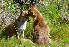 Red Foxes 3