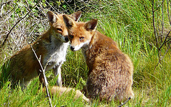 Red Foxes 5