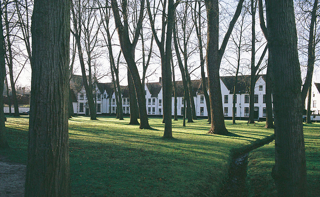 Bruges Trees 2 MP4