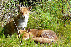 Red Foxes 6