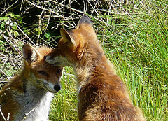 Red Foxes 4